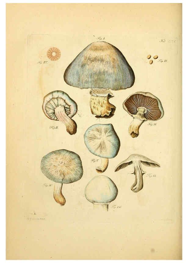 Reproducción/Reproduction 6256904955: Fungorum qui in Bavaria et Palatinatu circa Ratisbonam nascuntur icones, nativis coloribus expressae. v.1-2. Erlangae,Apud J.J. Palmium,1800