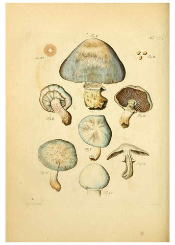 Reproducción/Reproduction 6256904955: Fungorum qui in Bavaria et Palatinatu circa Ratisbonam nascuntur icones, nativis coloribus expressae. v.1-2. Erlangae,Apud J.J. Palmium,1800