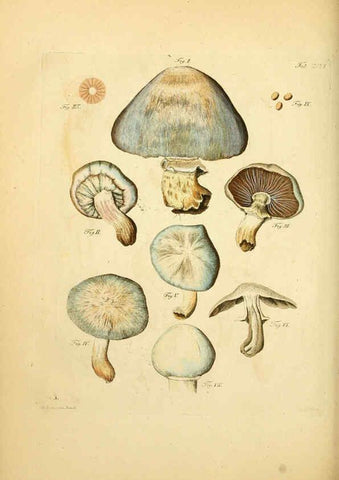 Reproducción/Reproduction 6256904955: Fungorum qui in Bavaria et Palatinatu circa Ratisbonam nascuntur icones, nativis coloribus expressae. v.1-2. Erlangae,Apud J.J. Palmium,1800