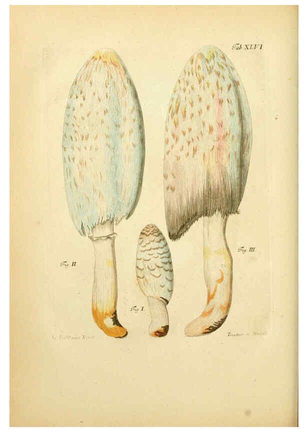 Reproducción/Reproduction 6257422692: Fungorum qui in Bavaria et Palatinatu circa Ratisbonam nascuntur icones, nativis coloribus expressae. v.1-2. Erlangae,Apud J.J. Palmium,1800