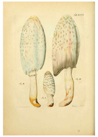 Reproducción/Reproduction 6257422692: Fungorum qui in Bavaria et Palatinatu circa Ratisbonam nascuntur icones, nativis coloribus expressae. v.1-2. Erlangae,Apud J.J. Palmium,1800