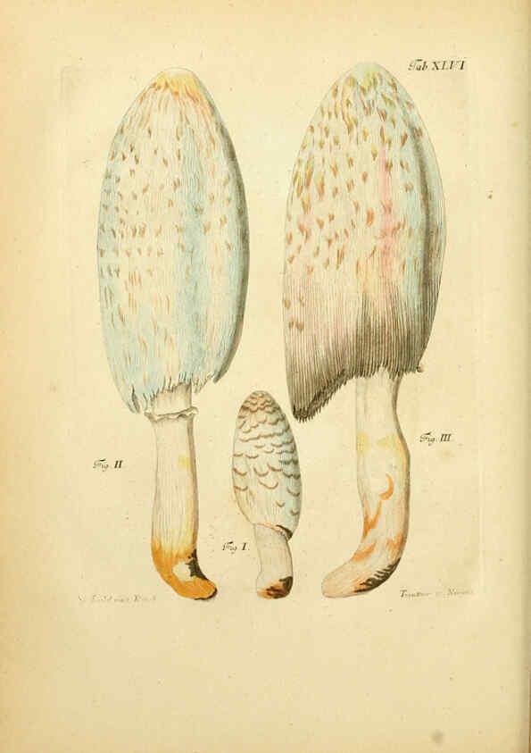 Reproducción/Reproduction 6257422692: Fungorum qui in Bavaria et Palatinatu circa Ratisbonam nascuntur icones, nativis coloribus expressae. v.1-2. Erlangae,Apud J.J. Palmium,1800