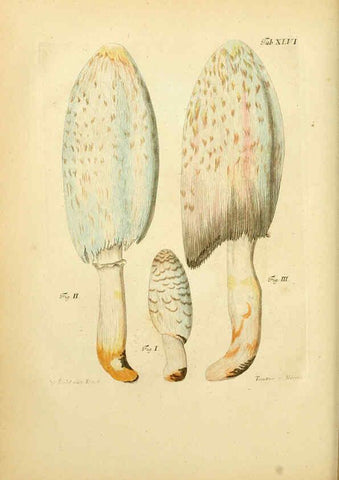 Reproducción/Reproduction 6257422692: Fungorum qui in Bavaria et Palatinatu circa Ratisbonam nascuntur icones, nativis coloribus expressae. v.1-2. Erlangae,Apud J.J. Palmium,1800