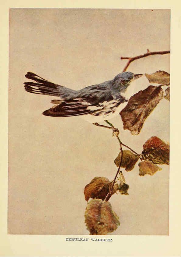 Reproducción/Reproduction 6256986449: Birds of lakeside and prairie Chicago,A.W. Mumford[1901] 
