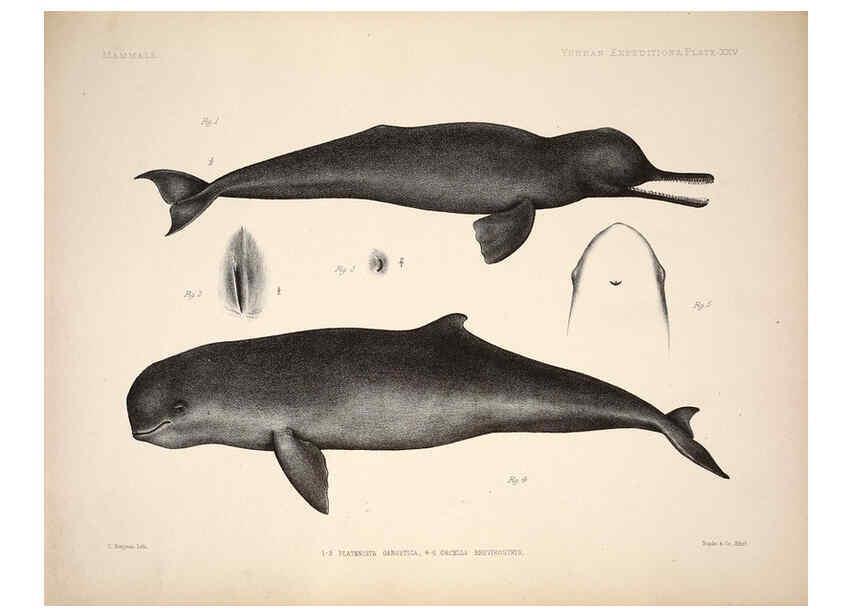 Reproducción/Reproduction 6257628233: Anatomical and zoological researches v.2. London,B. Quaritch,1878