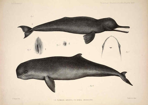 Reproducción/Reproduction 6257628233: Anatomical and zoological researches v.2. London,B. Quaritch,1878