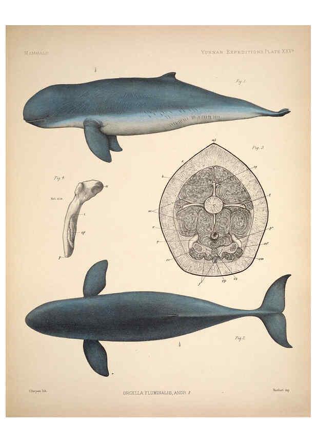 Reproducción/Reproduction 6258155182: Anatomical and zoological researches v.2. London,B. Quaritch,1878