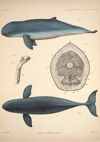 Reproducción/Reproduction 6258155182: Anatomical and zoological researches v.2. London,B. Quaritch,1878