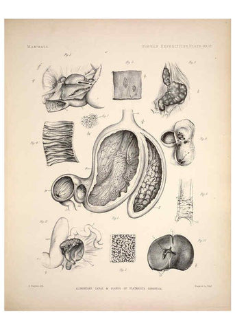 Reproducción/Reproduction 6258155352: Anatomical and zoological researches v.2. London,B. Quaritch,1878