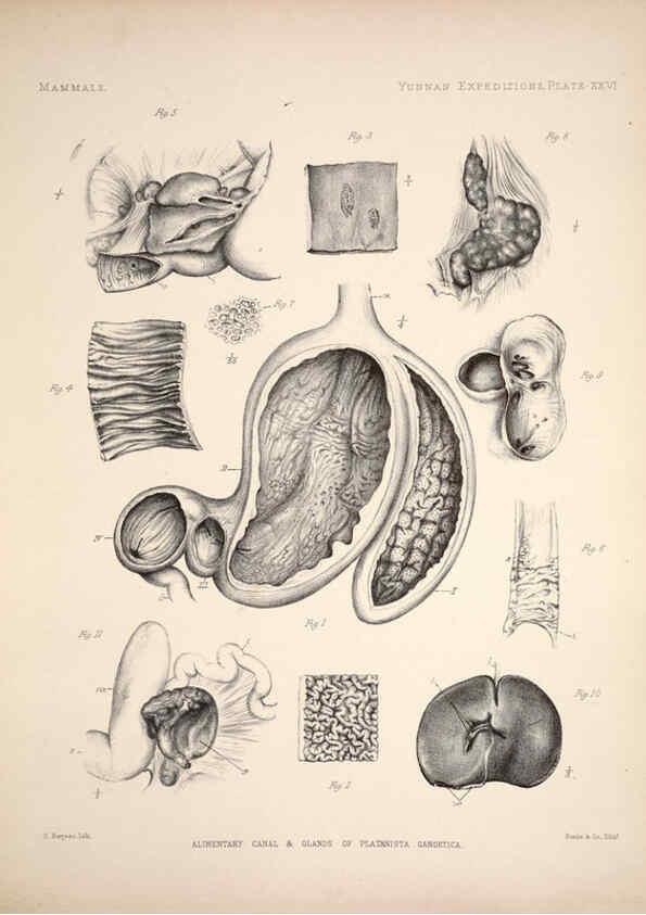 Reproducción/Reproduction 6258155352: Anatomical and zoological researches v.2. London,B. Quaritch,1878
