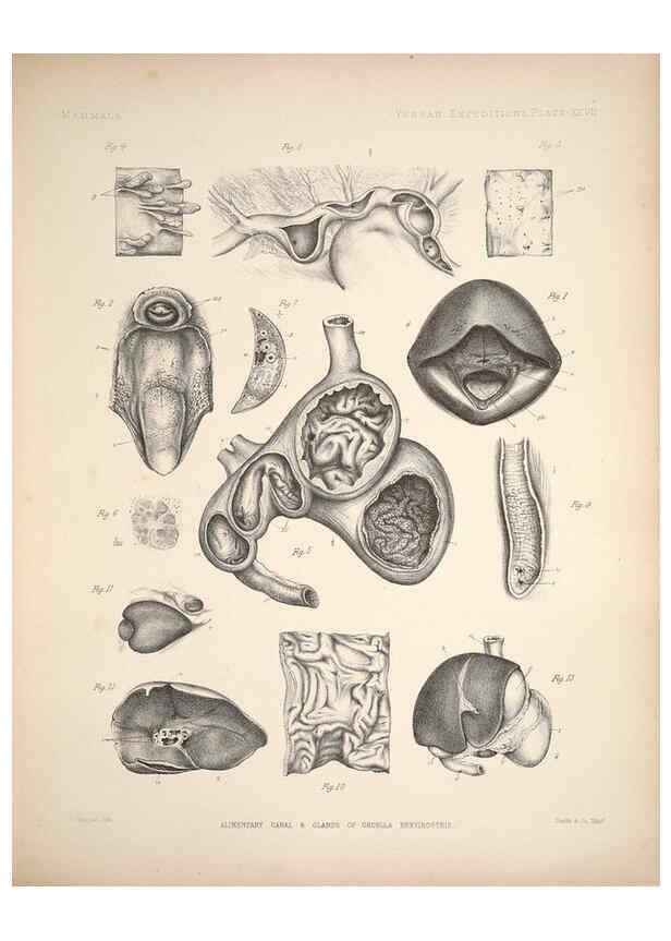 Reproducción/Reproduction 6258155538: Anatomical and zoological researches v.2. London,B. Quaritch,1878