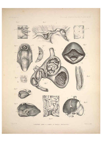 Reproducción/Reproduction 6258155538: Anatomical and zoological researches v.2. London,B. Quaritch,1878