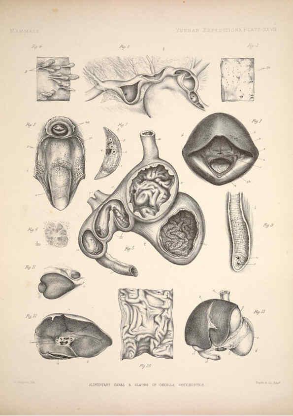 Reproducción/Reproduction 6258155538: Anatomical and zoological researches v.2. London,B. Quaritch,1878