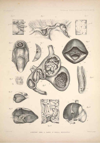 Reproducción/Reproduction 6258155538: Anatomical and zoological researches v.2. London,B. Quaritch,1878