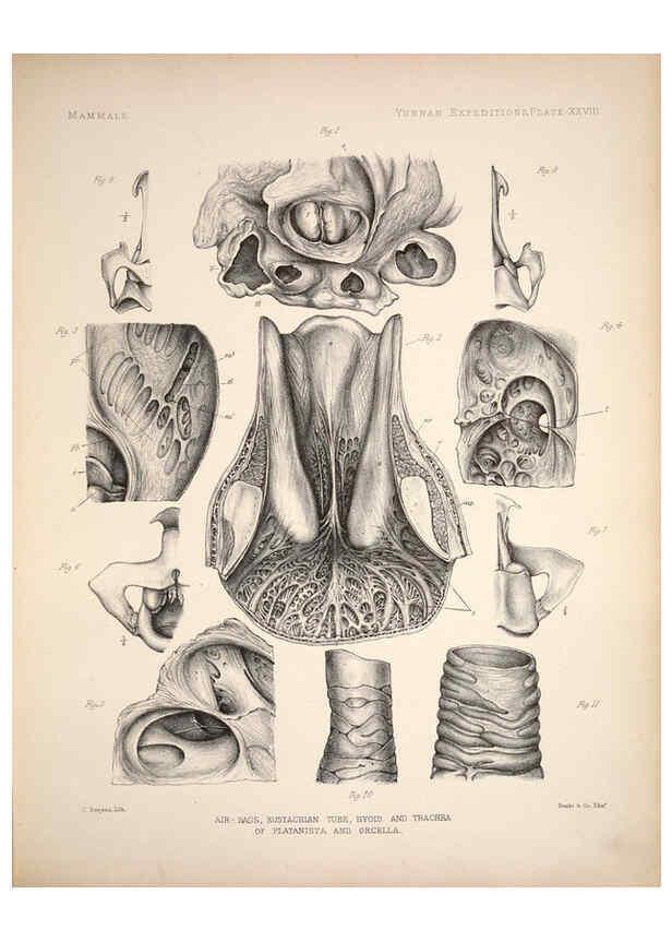 Reproducción/Reproduction 6258155746: Anatomical and zoological researches v.2. London,B. Quaritch,1878