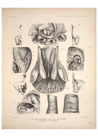 Reproducción/Reproduction 6258155746: Anatomical and zoological researches v.2. London,B. Quaritch,1878