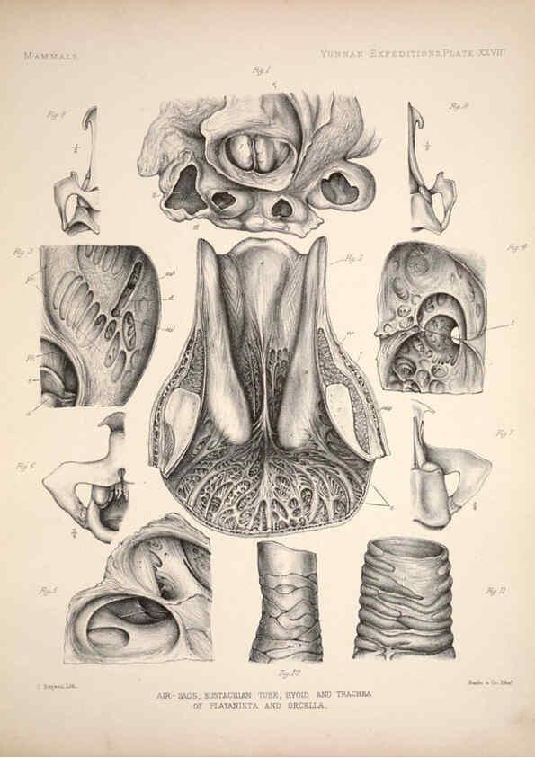 Reproducción/Reproduction 6258155746: Anatomical and zoological researches v.2. London,B. Quaritch,1878