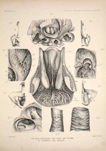 Reproducción/Reproduction 6258155746: Anatomical and zoological researches v.2. London,B. Quaritch,1878