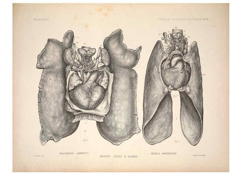 Reproducción/Reproduction 6257629465: Anatomical and zoological researches v.2. London,B. Quaritch,1878