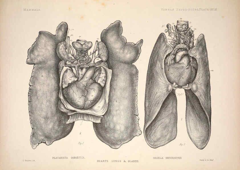 Reproducción/Reproduction 6257629465: Anatomical and zoological researches v.2. London,B. Quaritch,1878