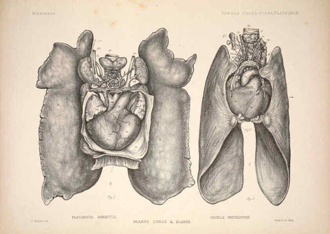 Reproducción/Reproduction 6257629465: Anatomical and zoological researches v.2. London,B. Quaritch,1878