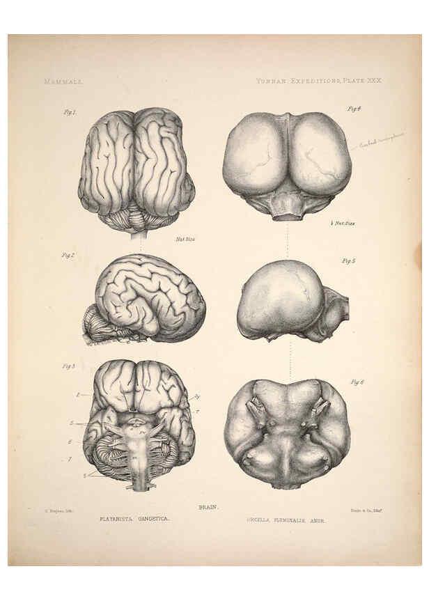 Reproducción/Reproduction 6257629669: Anatomical and zoological researches v.2. London,B. Quaritch,1878