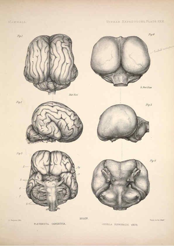 Reproducción/Reproduction 6257629669: Anatomical and zoological researches v.2. London,B. Quaritch,1878