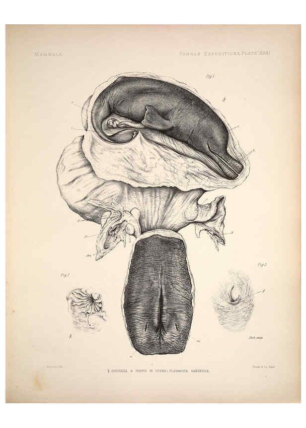 Reproducción/Reproduction 6257629975: Anatomical and zoological researches v.2. London,B. Quaritch,1878