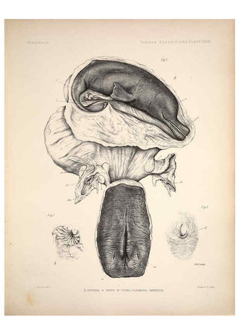 Reproducción/Reproduction 6257629975: Anatomical and zoological researches v.2. London,B. Quaritch,1878