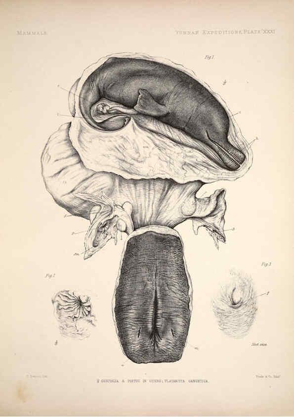 Reproducción/Reproduction 6257629975: Anatomical and zoological researches v.2. London,B. Quaritch,1878