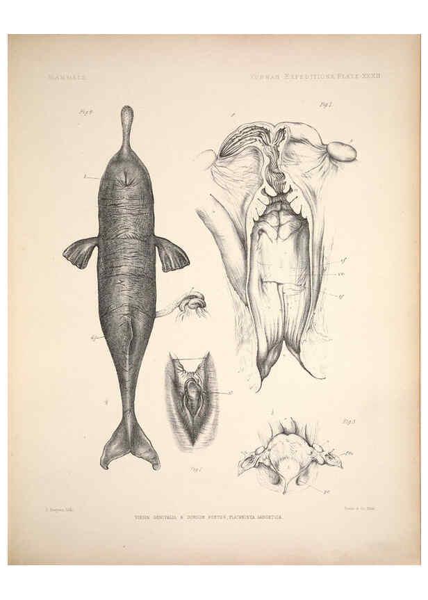 Reproducción/Reproduction 6257630179: Anatomical and zoological researches v.2. London,B. Quaritch,1878