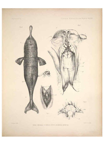 Reproducción/Reproduction 6257630179: Anatomical and zoological researches v.2. London,B. Quaritch,1878