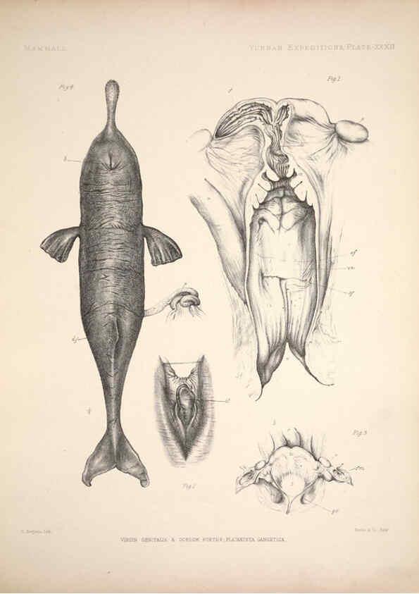 Reproducción/Reproduction 6257630179: Anatomical and zoological researches v.2. London,B. Quaritch,1878