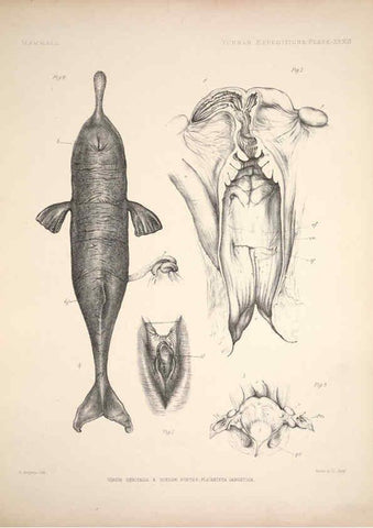 Reproducción/Reproduction 6257630179: Anatomical and zoological researches v.2. London,B. Quaritch,1878