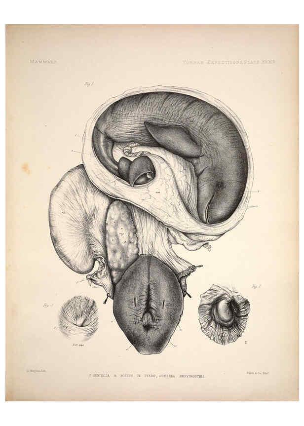 Reproducción/Reproduction 6257630385: Anatomical and zoological researches v.2. London,B. Quaritch,1878