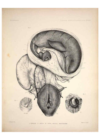 Reproducción/Reproduction 6257630385: Anatomical and zoological researches v.2. London,B. Quaritch,1878
