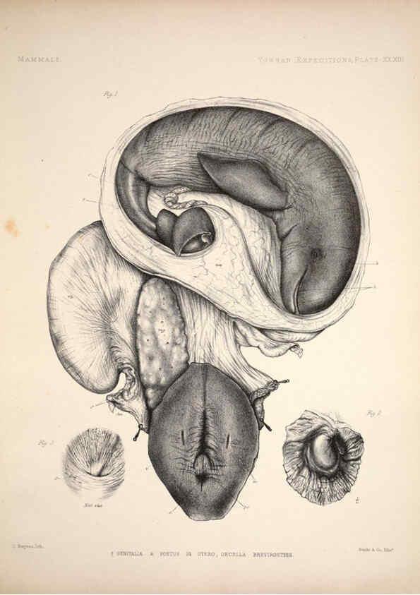 Reproducción/Reproduction 6257630385: Anatomical and zoological researches v.2. London,B. Quaritch,1878