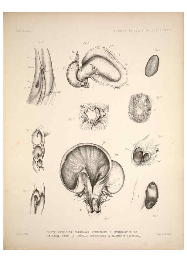 Reproducción/Reproduction 6257630595: Anatomical and zoological researches v.2. London,B. Quaritch,1878