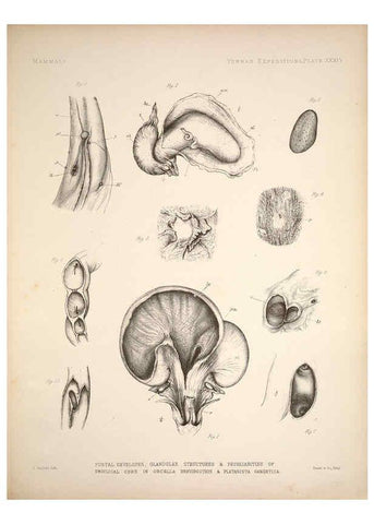 Reproducción/Reproduction 6257630595: Anatomical and zoological researches v.2. London,B. Quaritch,1878