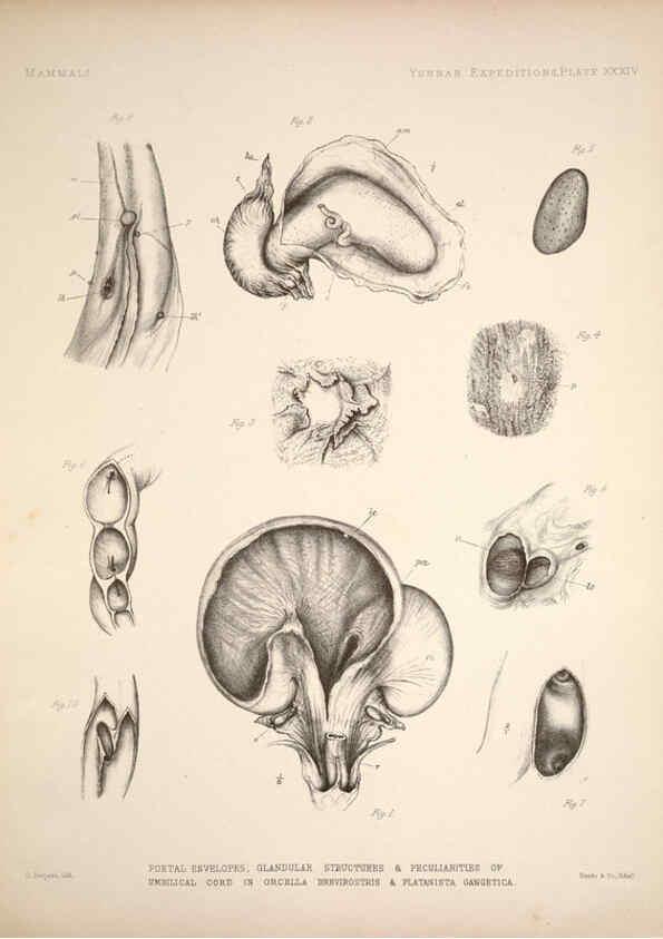 Reproducción/Reproduction 6257630595: Anatomical and zoological researches v.2. London,B. Quaritch,1878