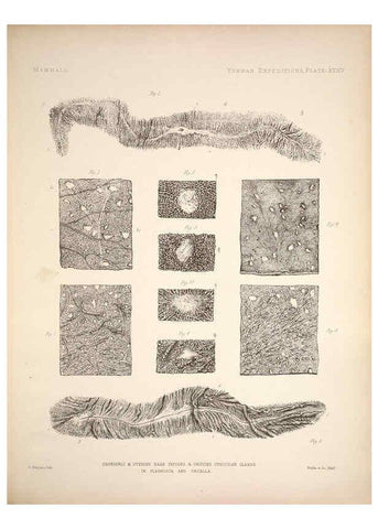 Reproducción/Reproduction 6257630909: Anatomical and zoological researches v.2. London,B. Quaritch,1878
