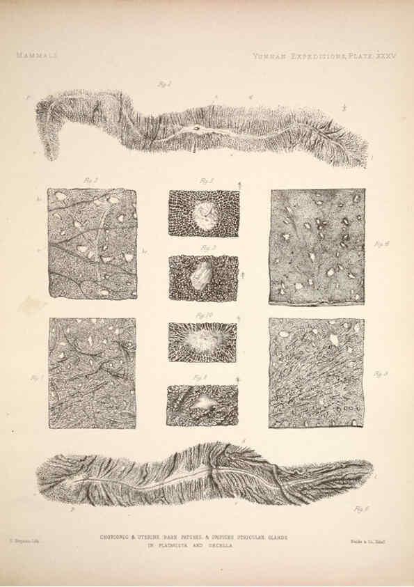 Reproducción/Reproduction 6257630909: Anatomical and zoological researches v.2. London,B. Quaritch,1878