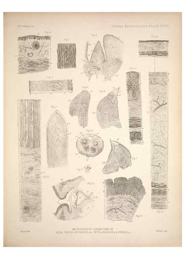 Reproducción/Reproduction 6258157530: Anatomical and zoological researches v.2. London,B. Quaritch,1878