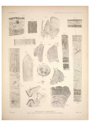 Reproducción/Reproduction 6258157530: Anatomical and zoological researches v.2. London,B. Quaritch,1878