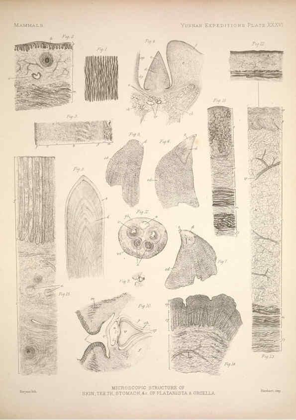 Reproducción/Reproduction 6258157530: Anatomical and zoological researches v.2. London,B. Quaritch,1878