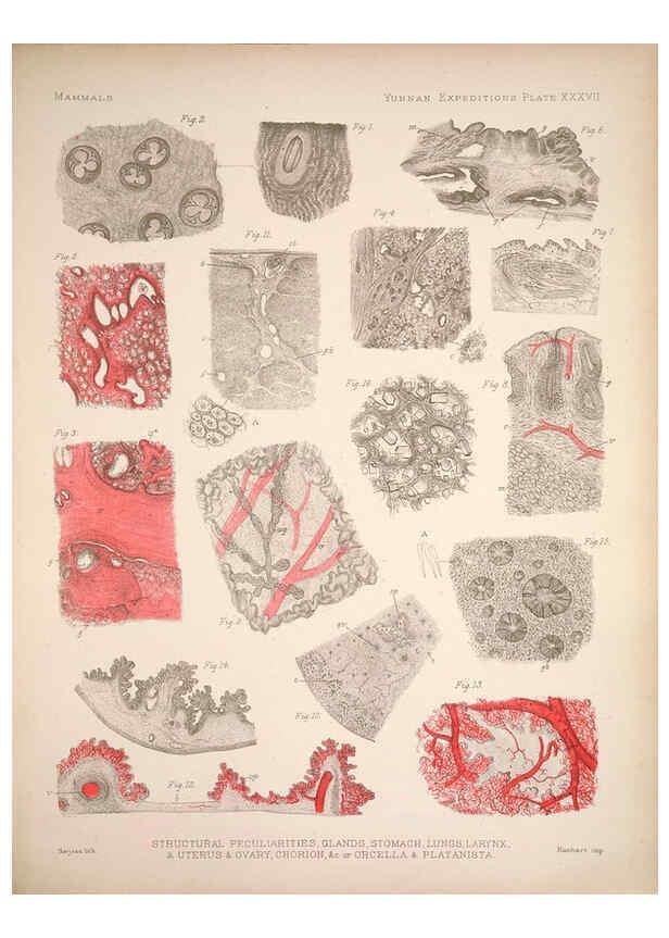 Reproducción/Reproduction 6258157740: Anatomical and zoological researches v.2. London,B. Quaritch,1878
