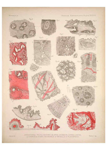 Reproducción/Reproduction 6258157740: Anatomical and zoological researches v.2. London,B. Quaritch,1878