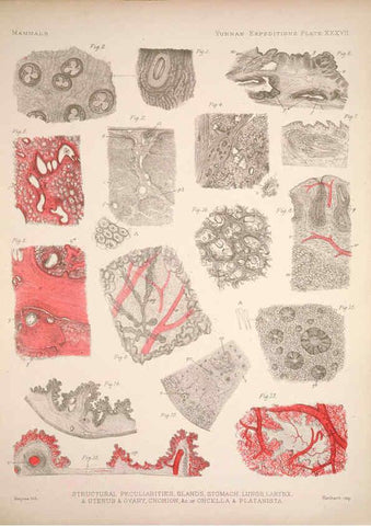 Reproducción/Reproduction 6258157740: Anatomical and zoological researches v.2. London,B. Quaritch,1878