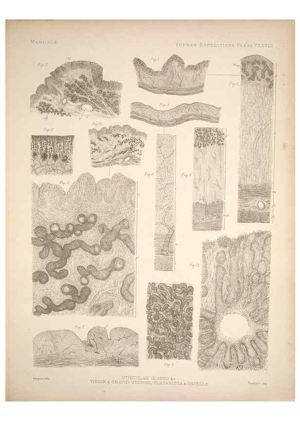 Reproducción/Reproduction 6257631577: Anatomical and zoological researches v.2. London,B. Quaritch,1878