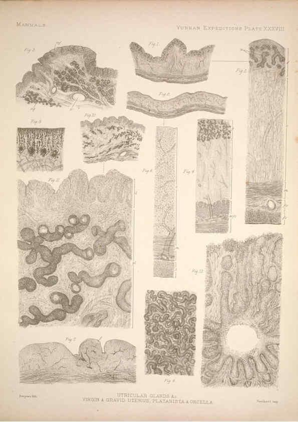 Reproducción/Reproduction 6257631577: Anatomical and zoological researches v.2. London,B. Quaritch,1878